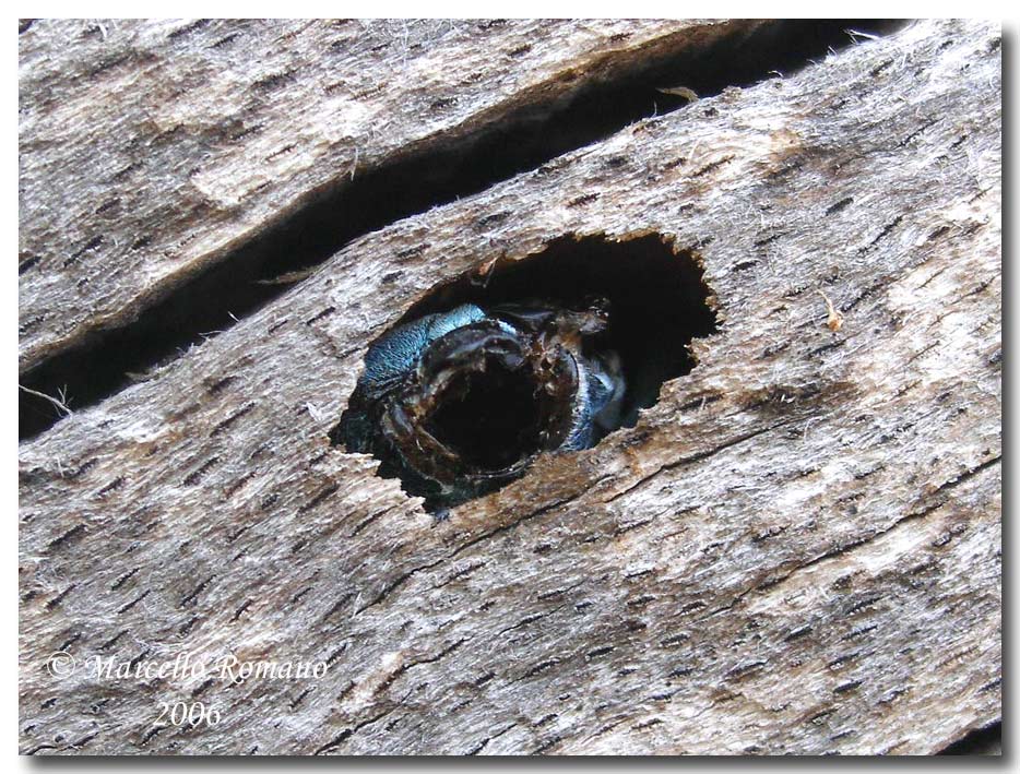 Insetti dalla Croazia e non solo: 3.Rosalia alpina (Ceramb.)